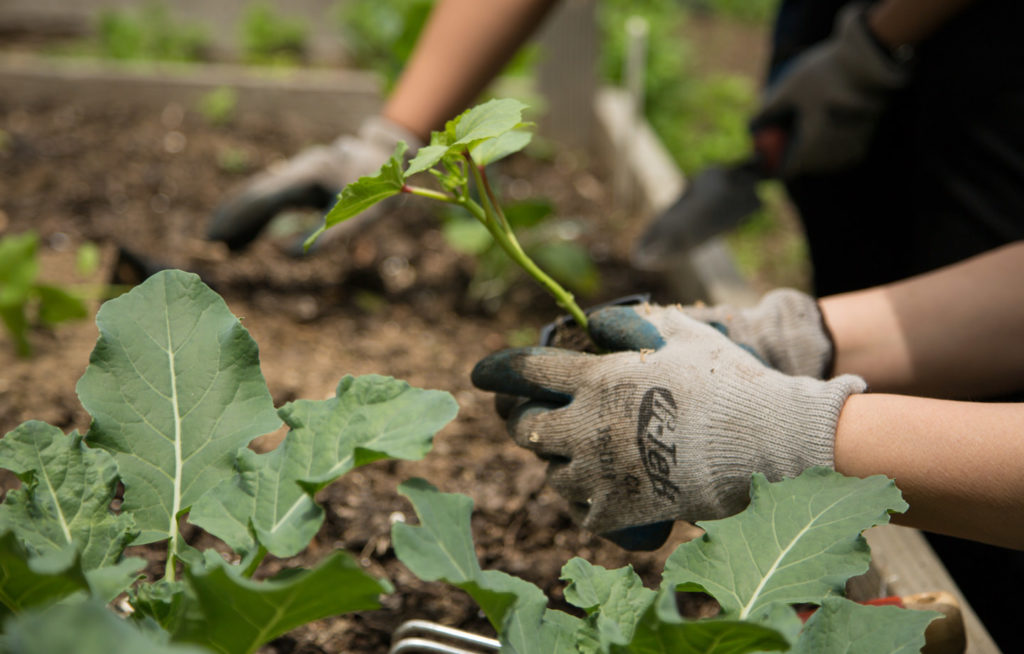 The Fight For Green Space in New York City