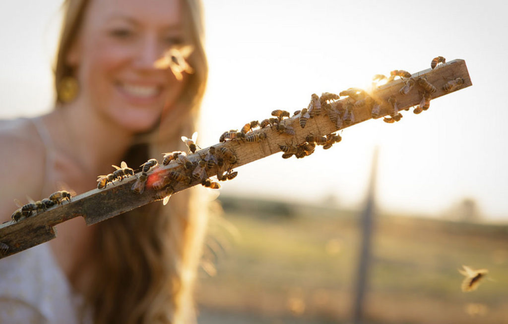 5 Things You Can Do for Bees This Summer