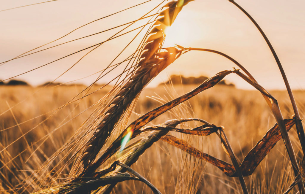 Have You Tried the New Organic Beer from Michelob?