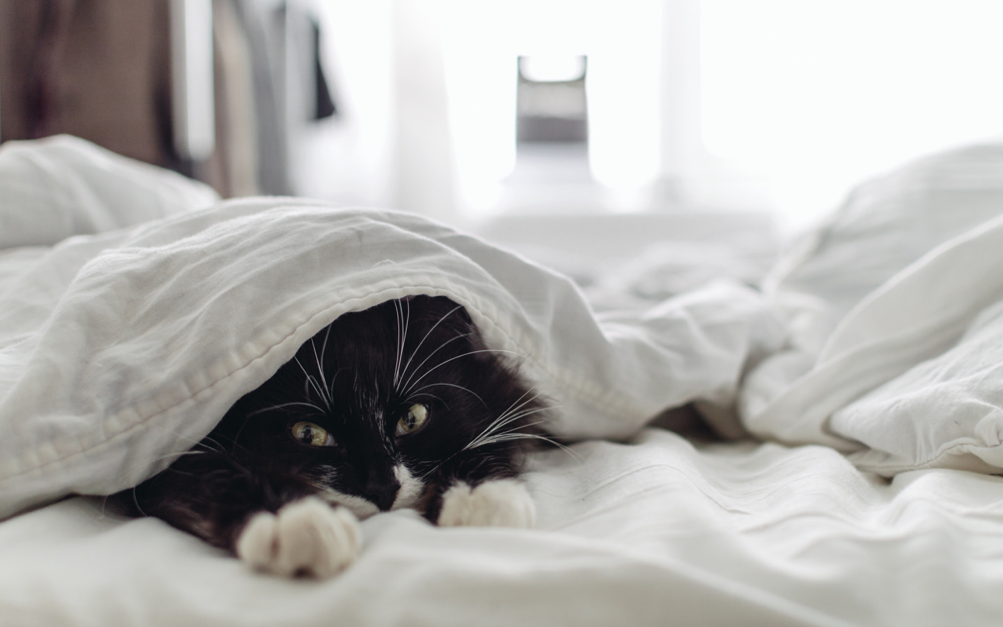 Котенок в постели. Котик под одеялом. Котик в кровати под одеялом. Кот из под одеяла.