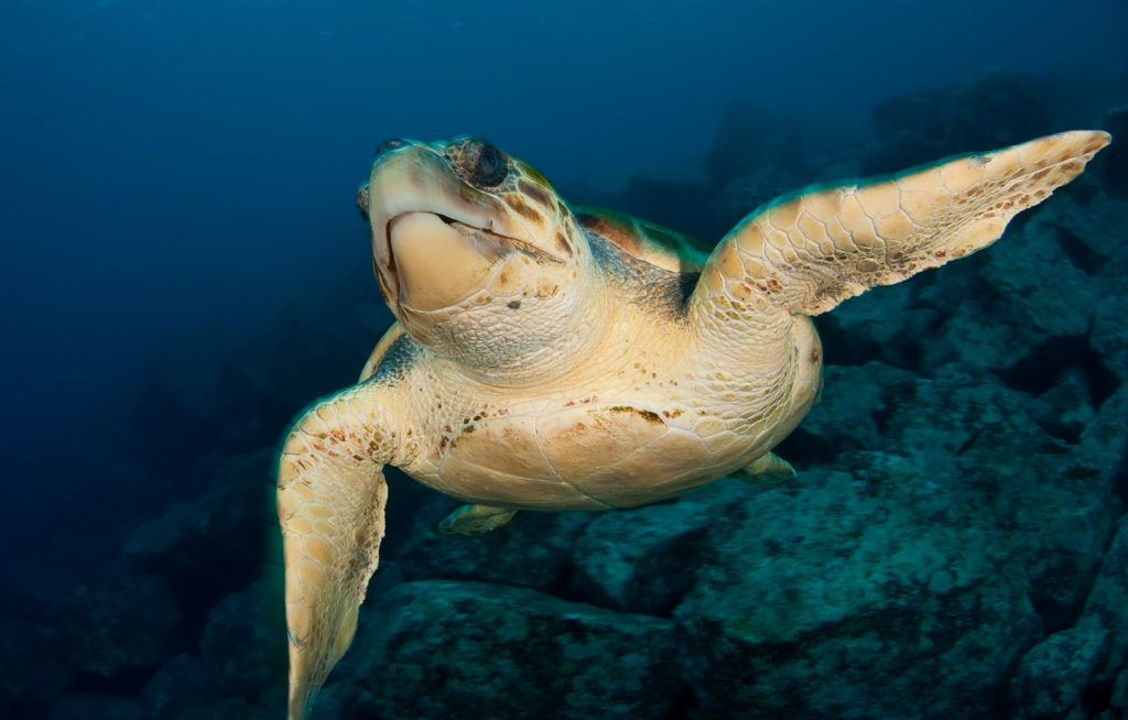 10 Ways to Help Save Our Oceans