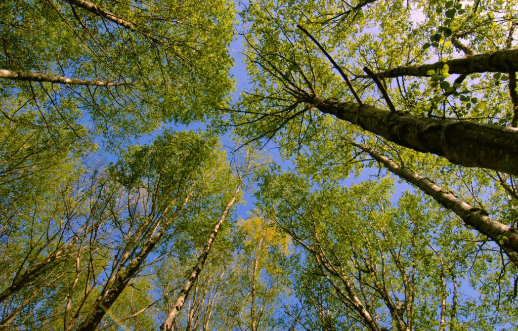 The Nonprofit That’s Building Community with Sustainabilty 