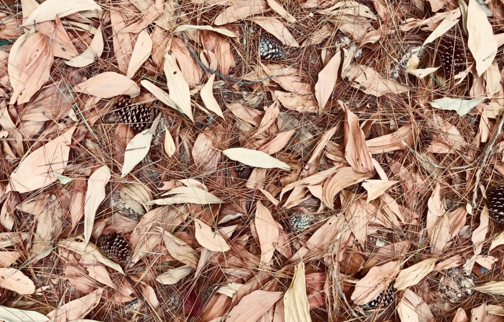 A Newbie’s Guide to Composting