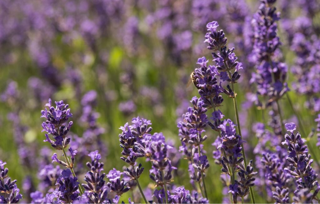 My New Favorite Natural Perfume: Meet Skylar