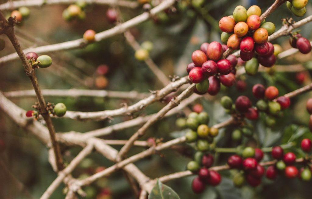 Coffee With A Cause, Meet Kula Project