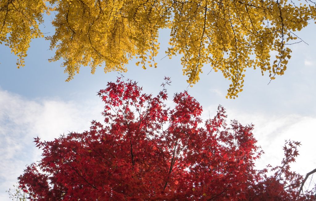The Best Activities for Fall