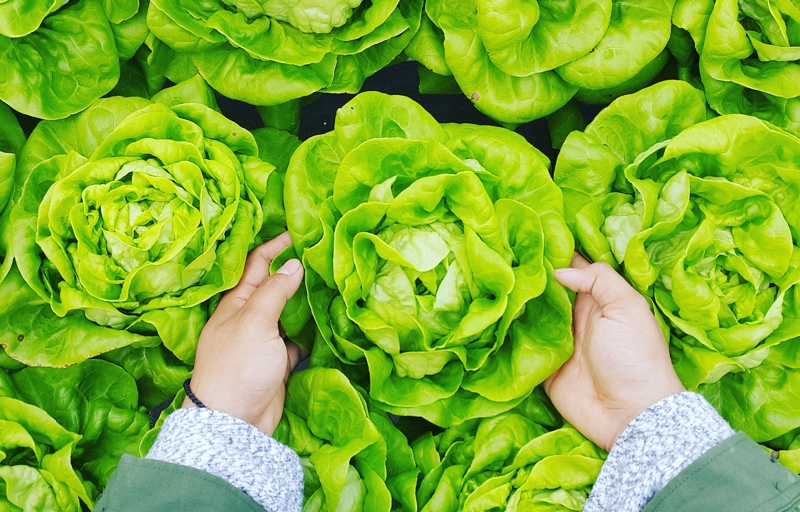 Vicki Robin’s Take On Eating Local and How You Can Start Today