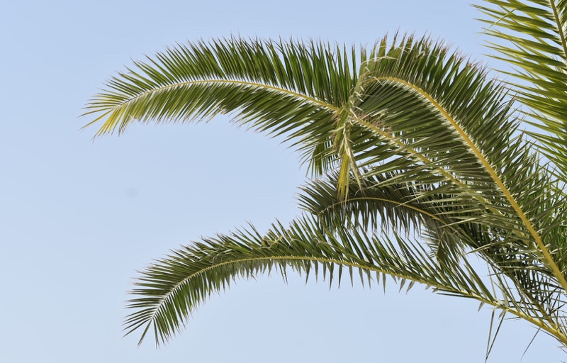 The Health Benefits of Sun Exposure – Are You Getting Enough?