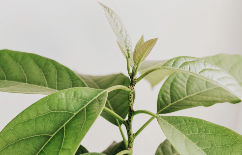 How Native Fruit Trees Are Transforming Rural El Salvador