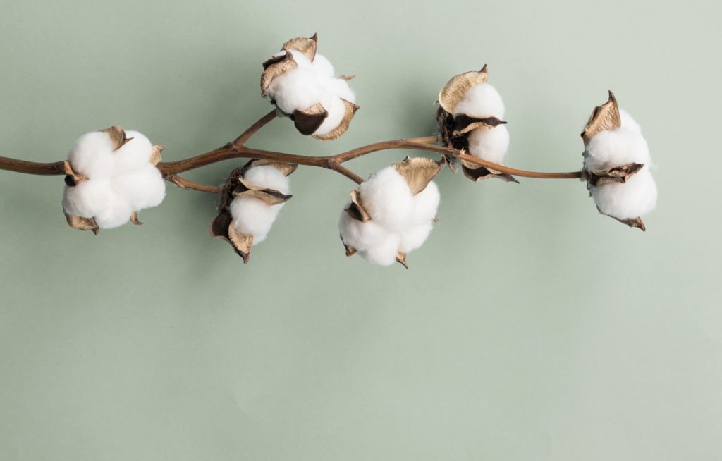 Eco-Friendly Period Care — What’s the Best Option?
