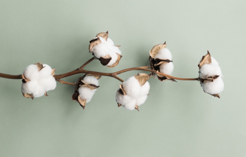 Eco-Friendly Period Care — What’s the Best Option?
