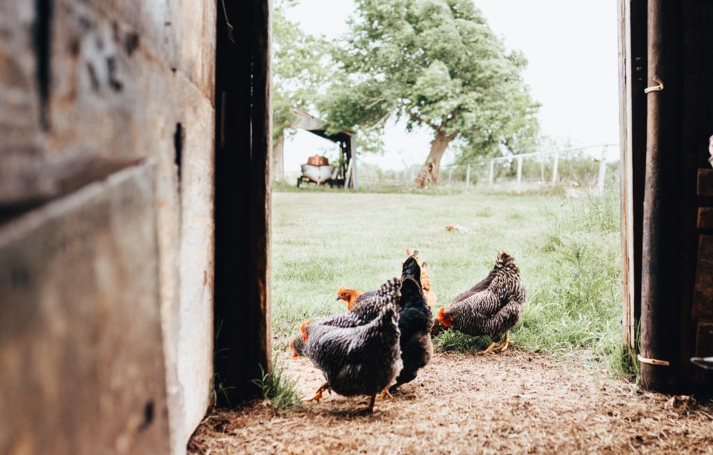 How Agrotourism Is Saving Small Farms