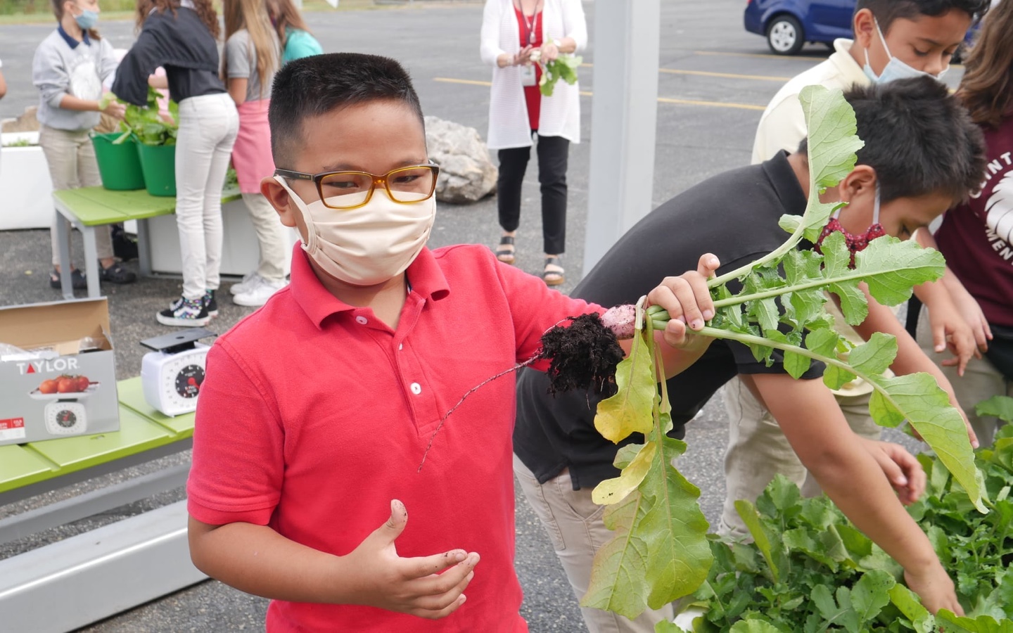 Young Boy Harvesting Vegetables At A Learning Garden