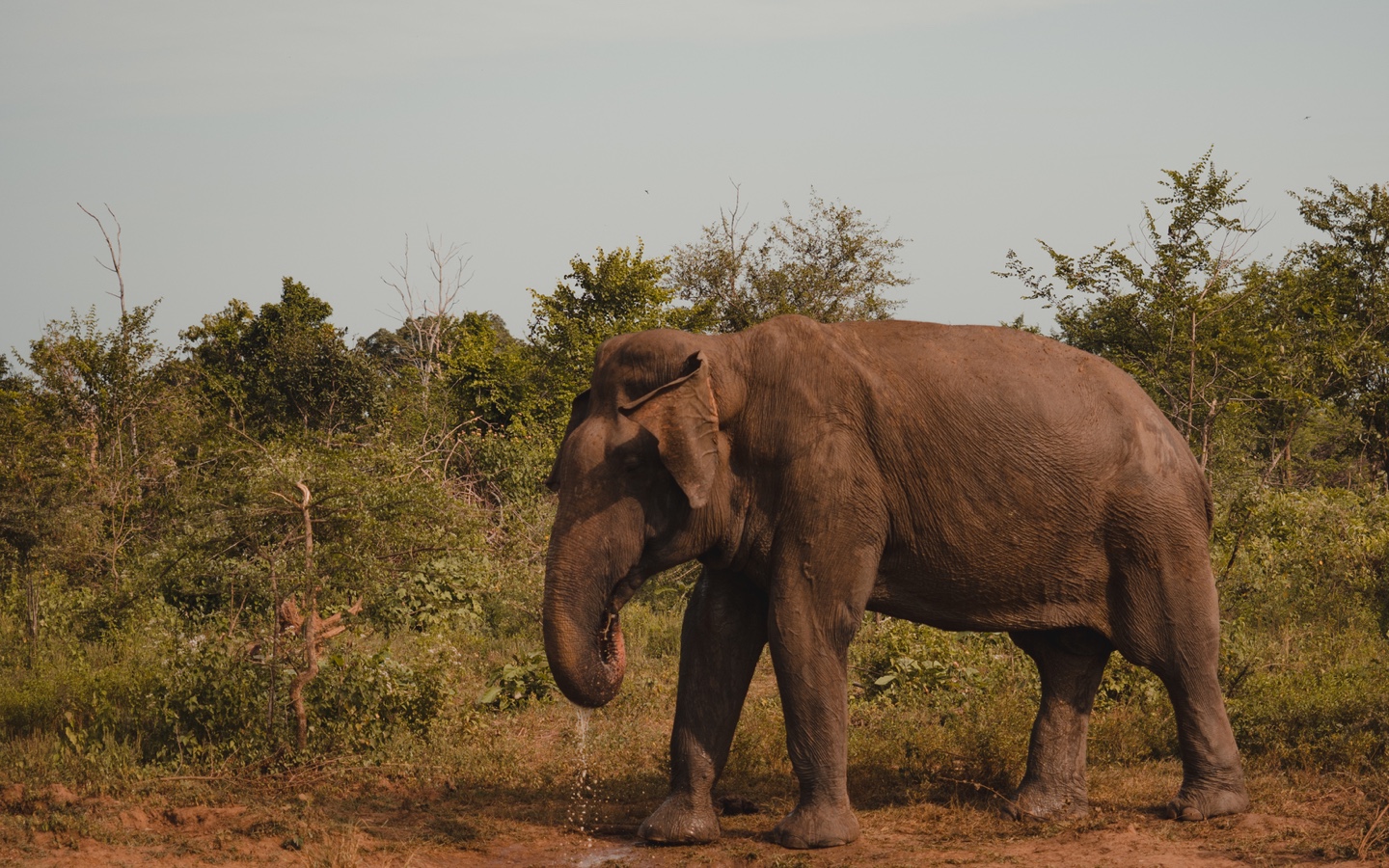 Endangered Asian Elephant Water Scarcity