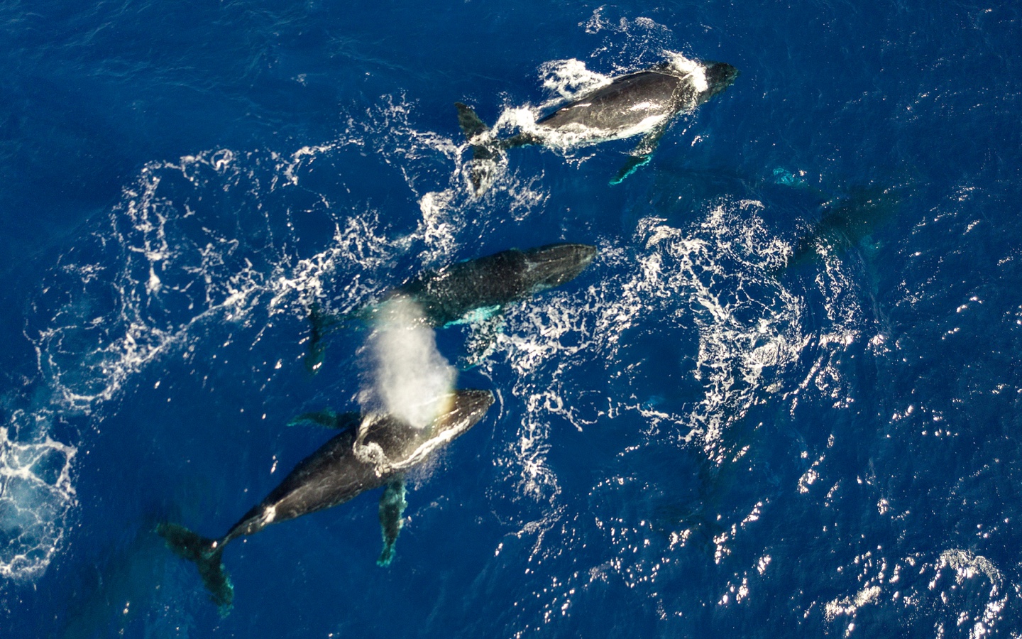 Endangered Whales Water Scarcity