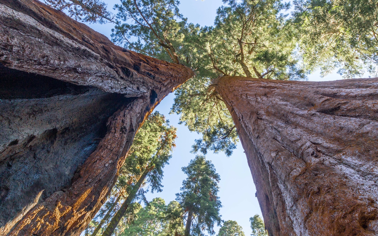 California’s Sequoia National Old Growth Forest