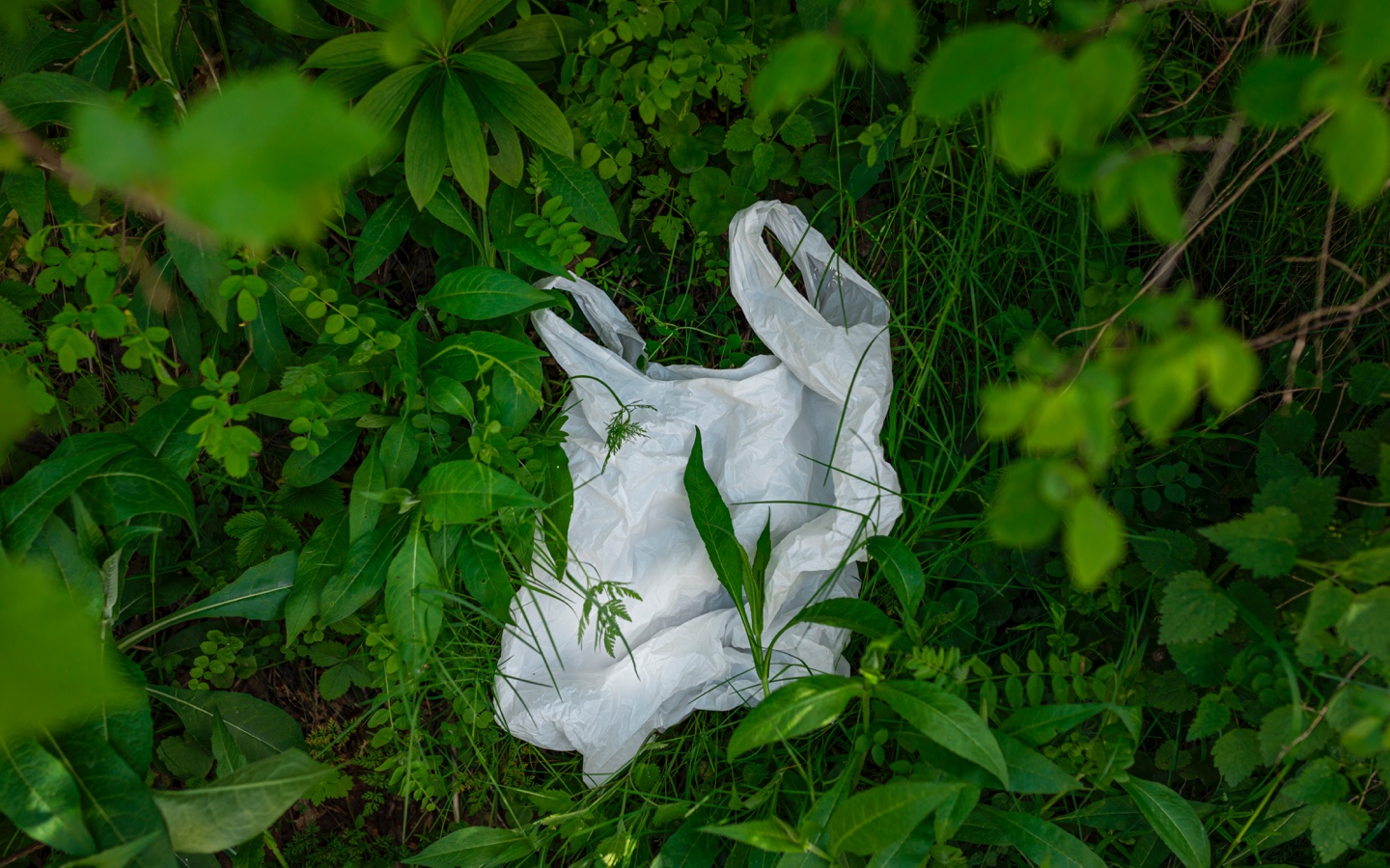 Plastic Bag in Nature