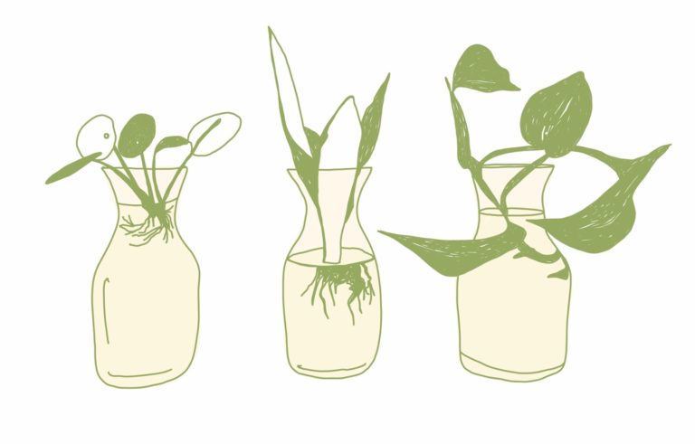 How To Propagate Your Plants