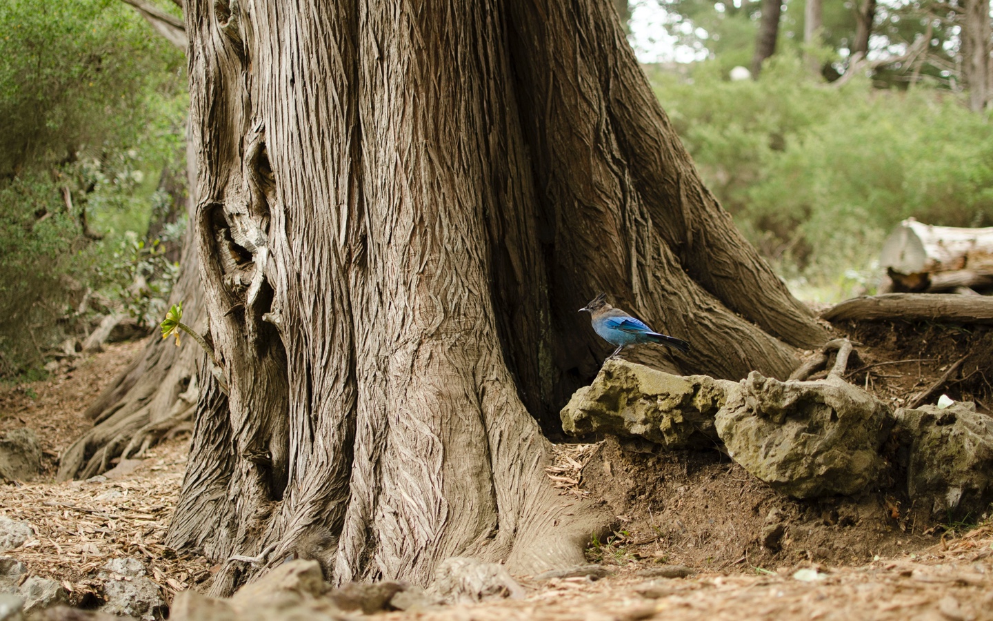 Steller's Jay on Old Growth Forest Tree Branch