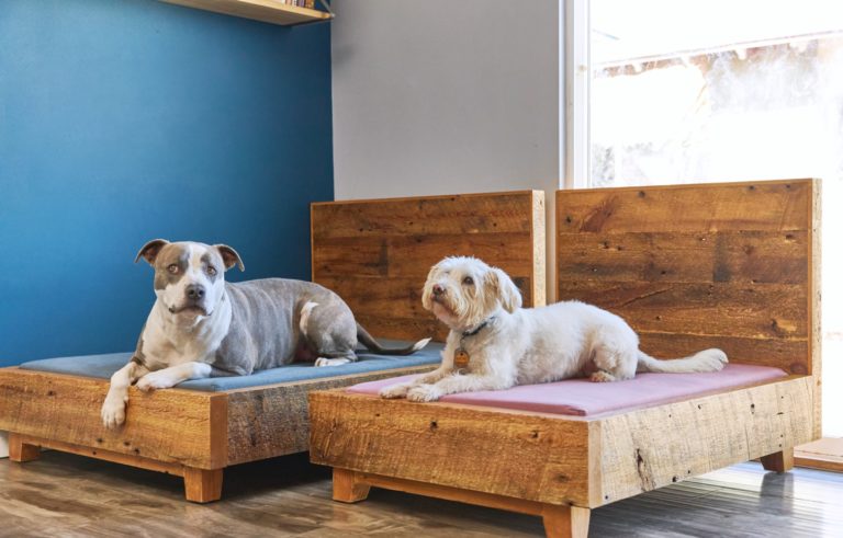 9 Eco-Friendly & Sustainable Products Your Pet Will Love