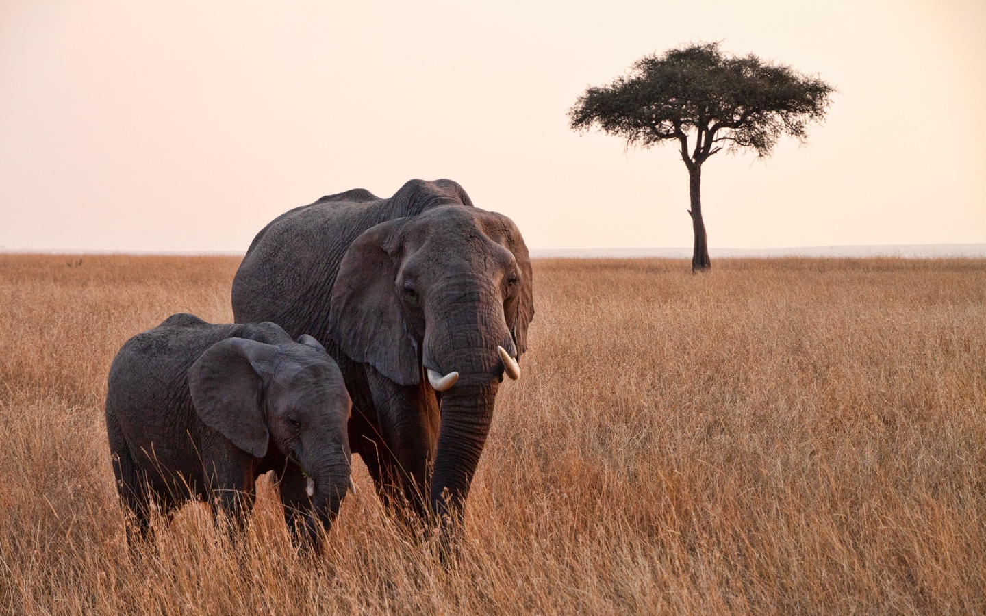 Elephants in Kenya Climate Change Good News