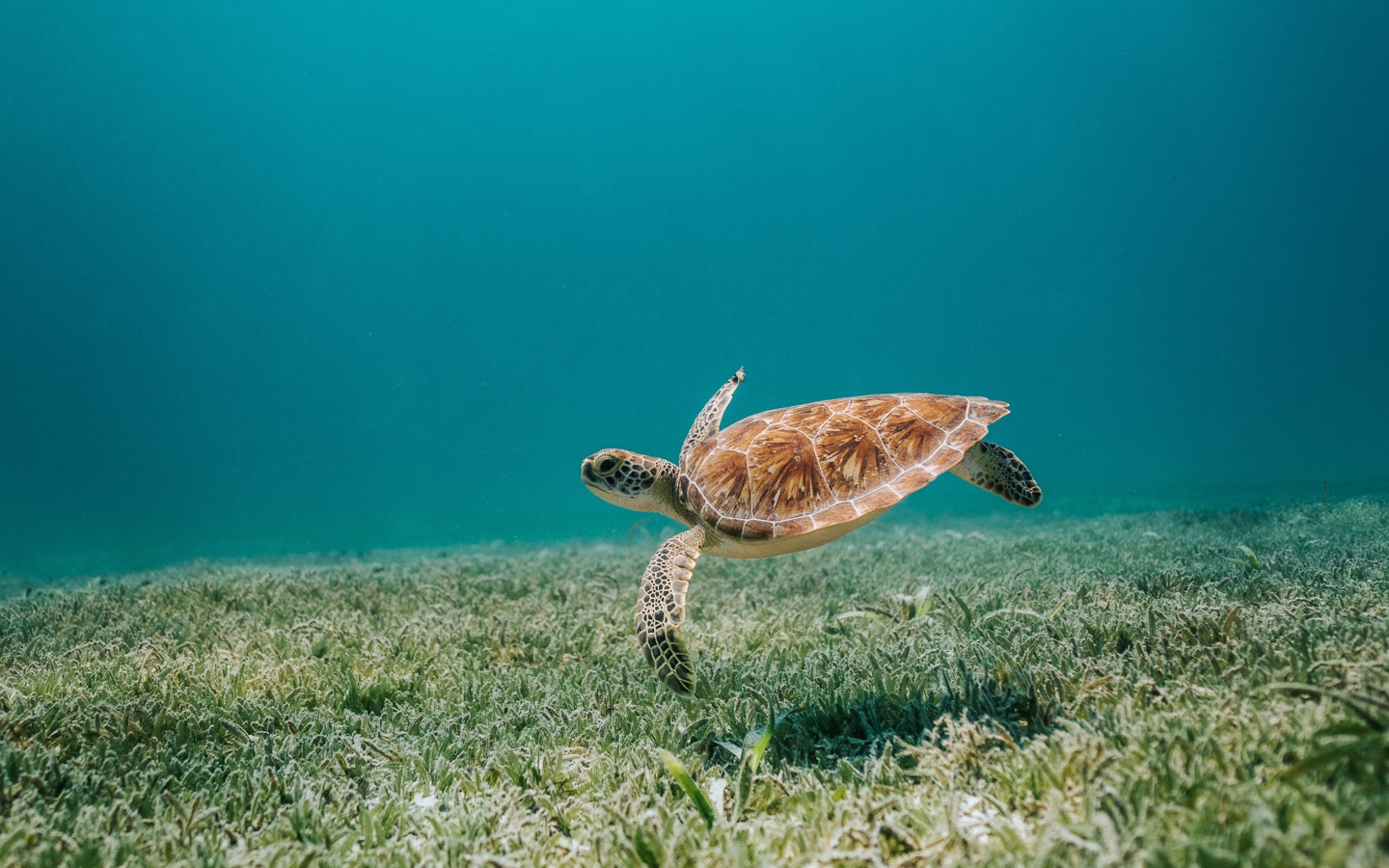 Sea Turtle Underwater Plastic Oceans International