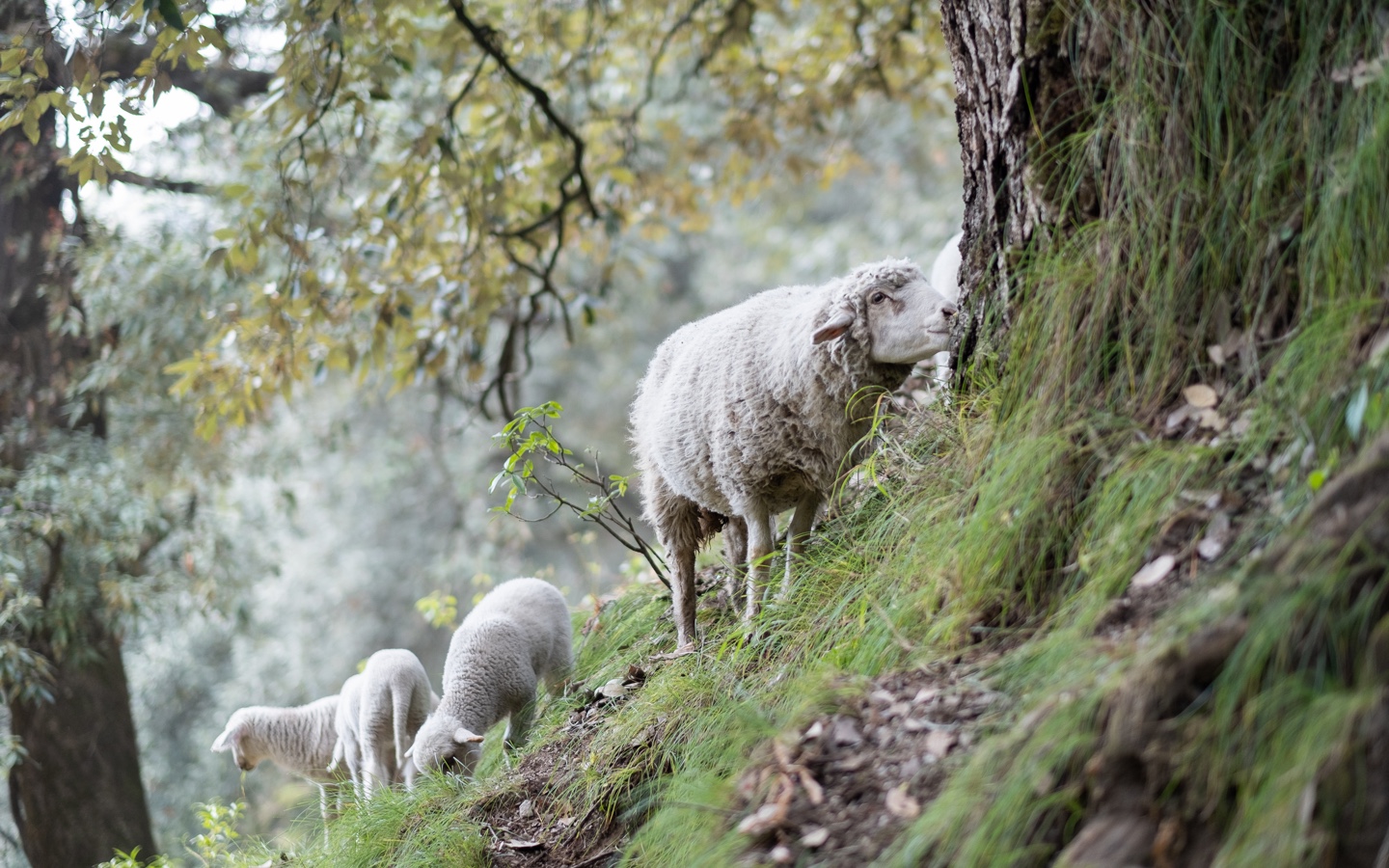 Sheep Grazing Avocado Mattress