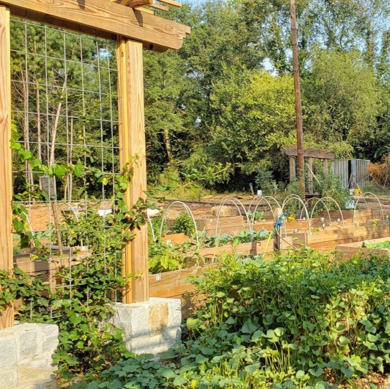 How Food Forests Help Solve Food Insecurity