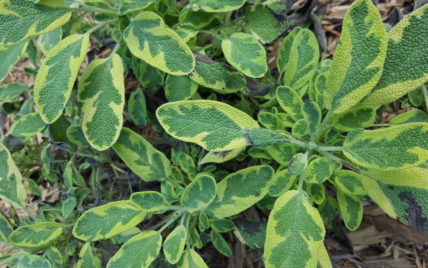 Urban Forest Browns Mill Sage Plant