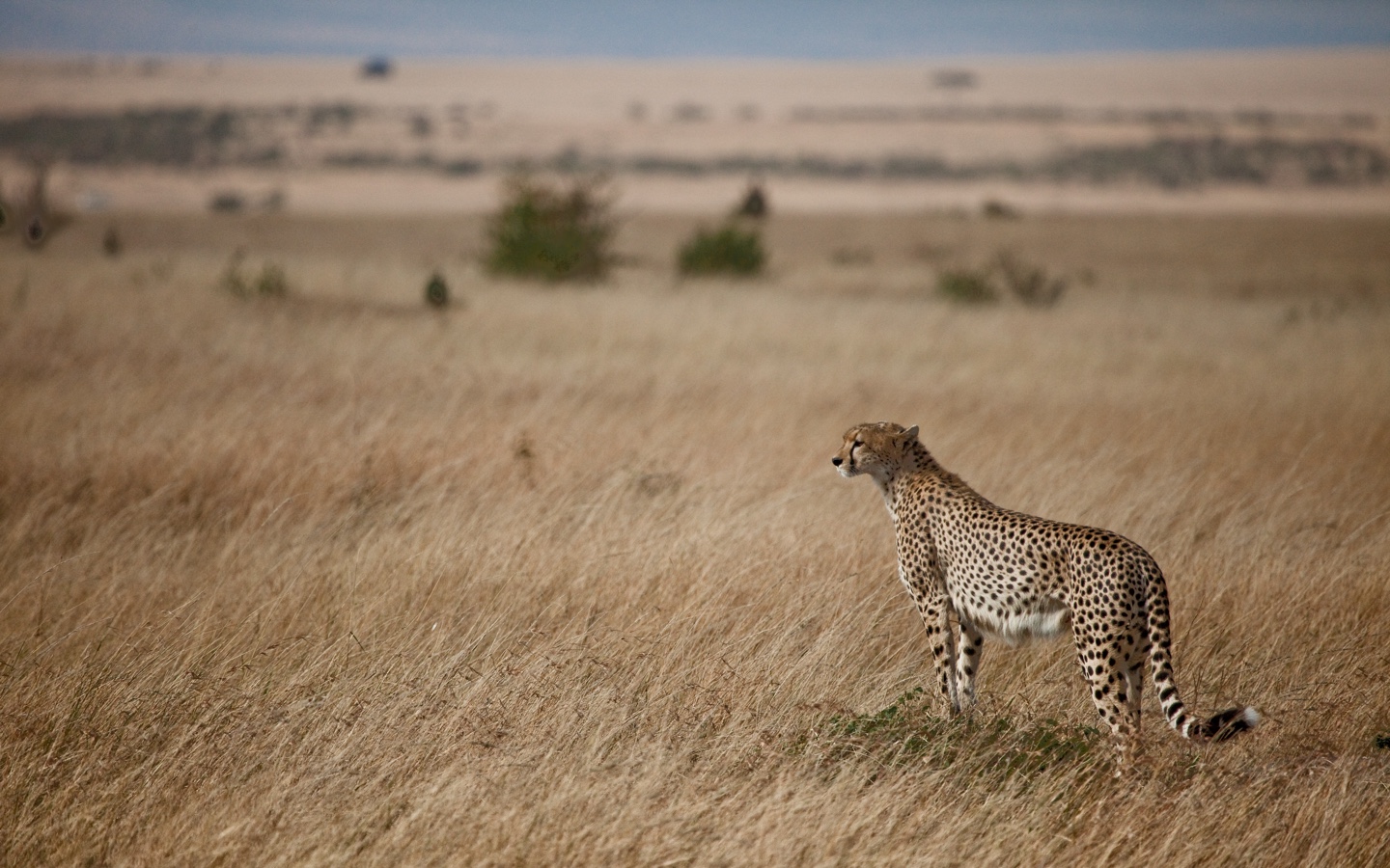 Cheetah In Maasai Mara National Reserve Kenya