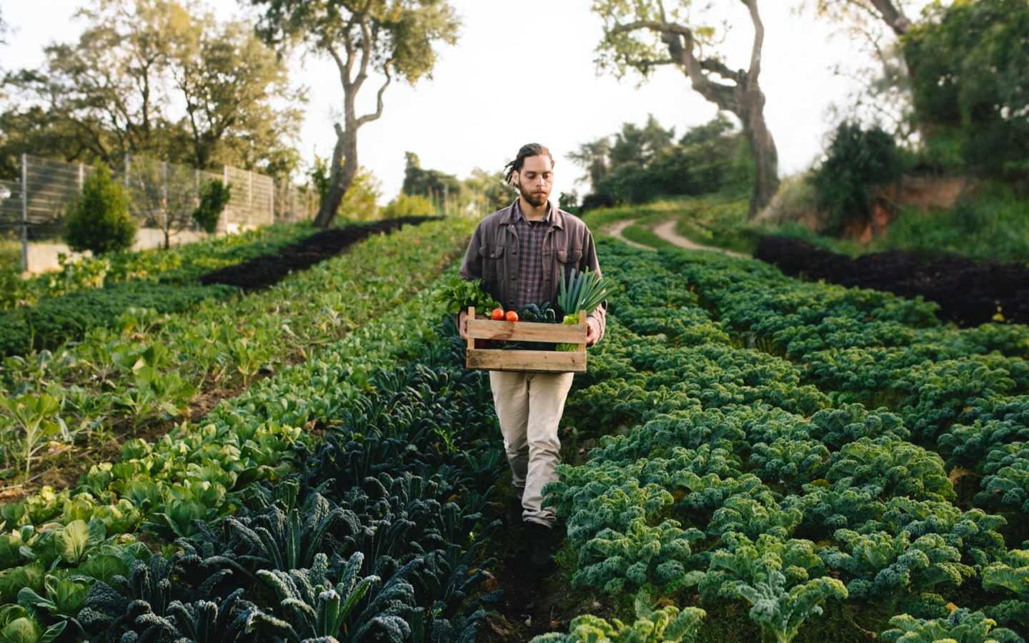 Farmer Carrying Harvest