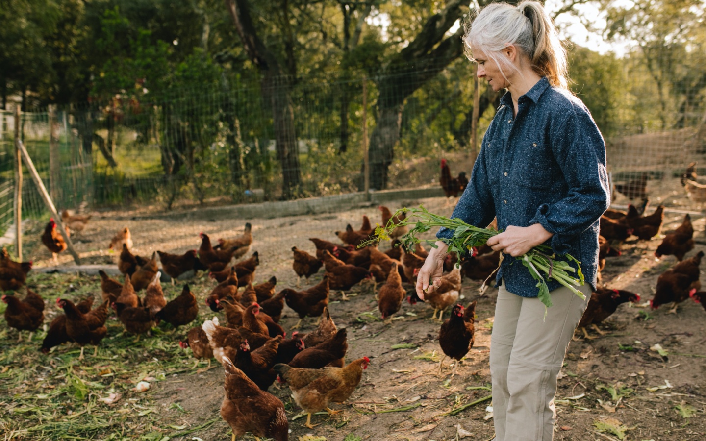 Farmer Feeding Chickens
