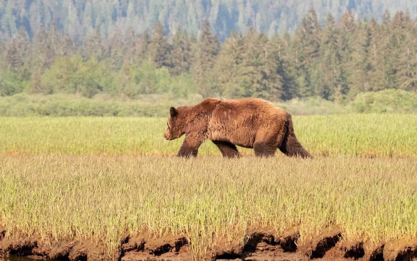Grizzly Bear Walking in A Field