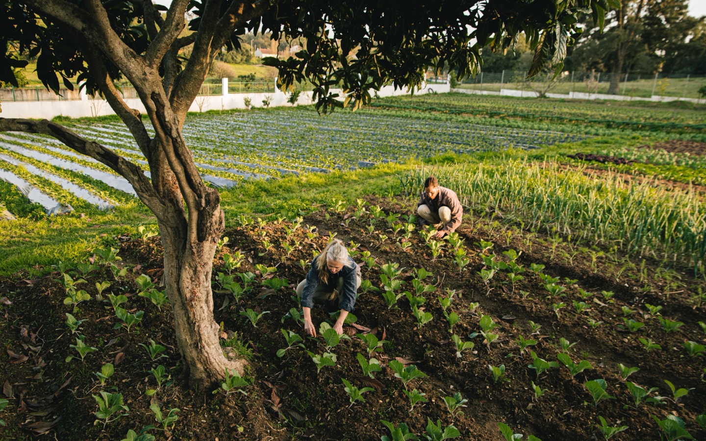 Two Farmers Harvesting Vegetables