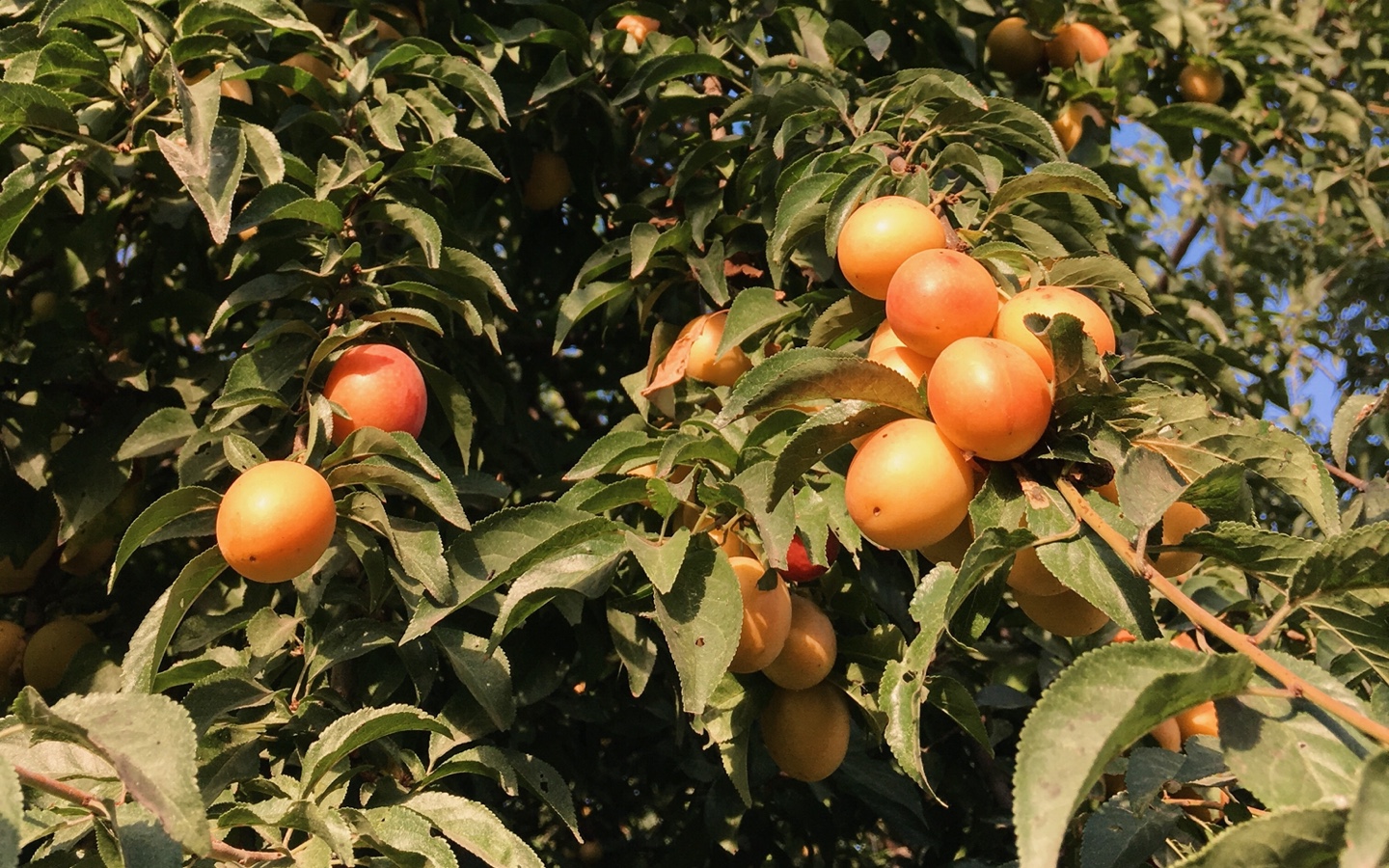 Apricot Tree