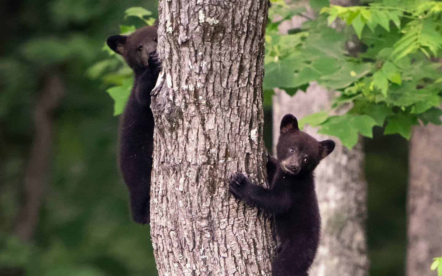 Black Bear Cubs Climbing Tree Trunk