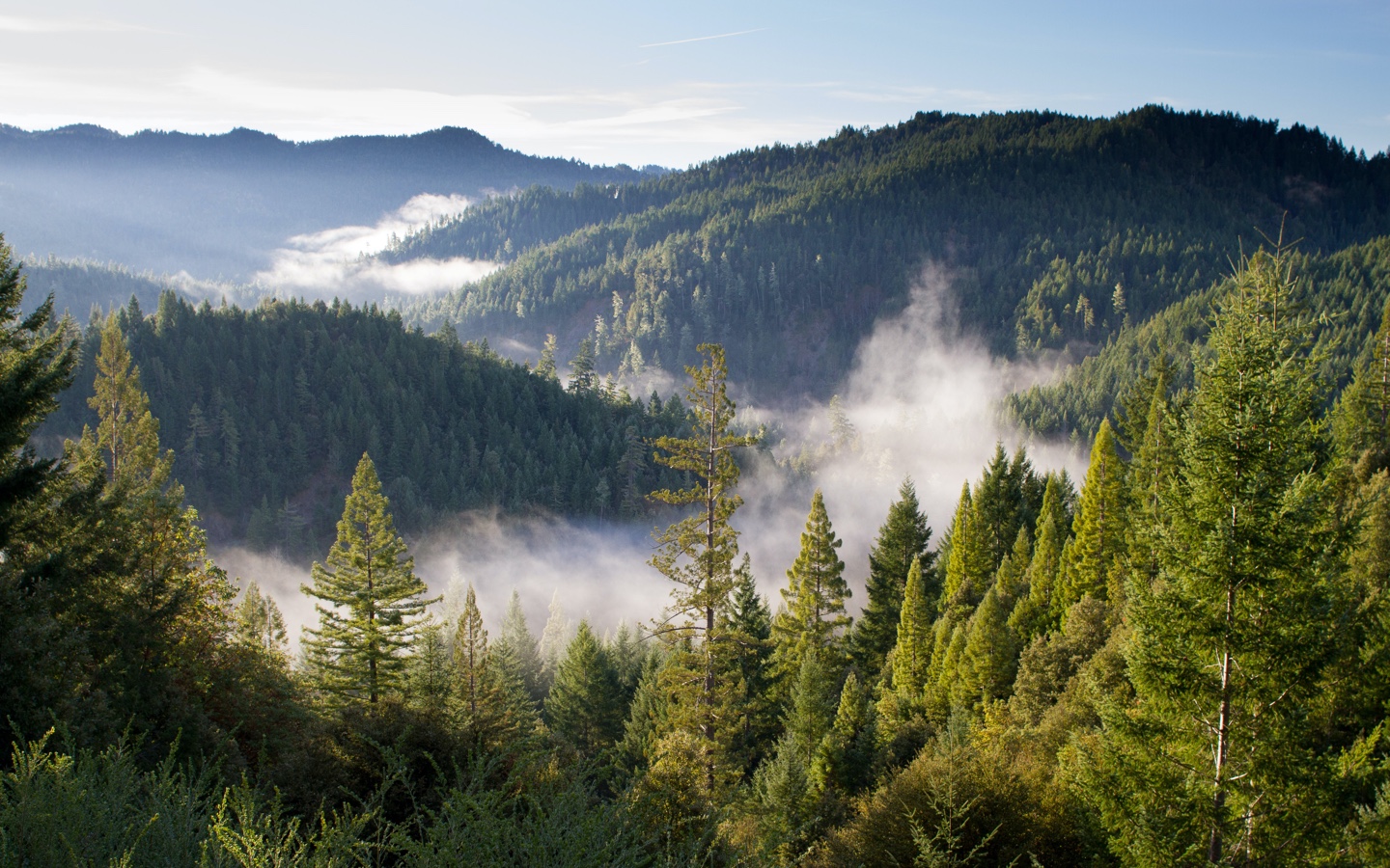 Fog Rolling Through Forest