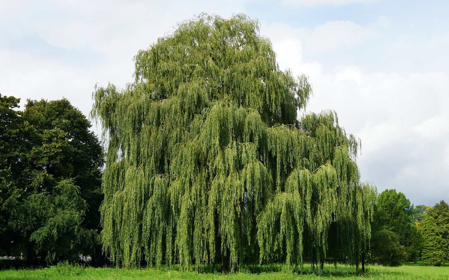 Willow Tree