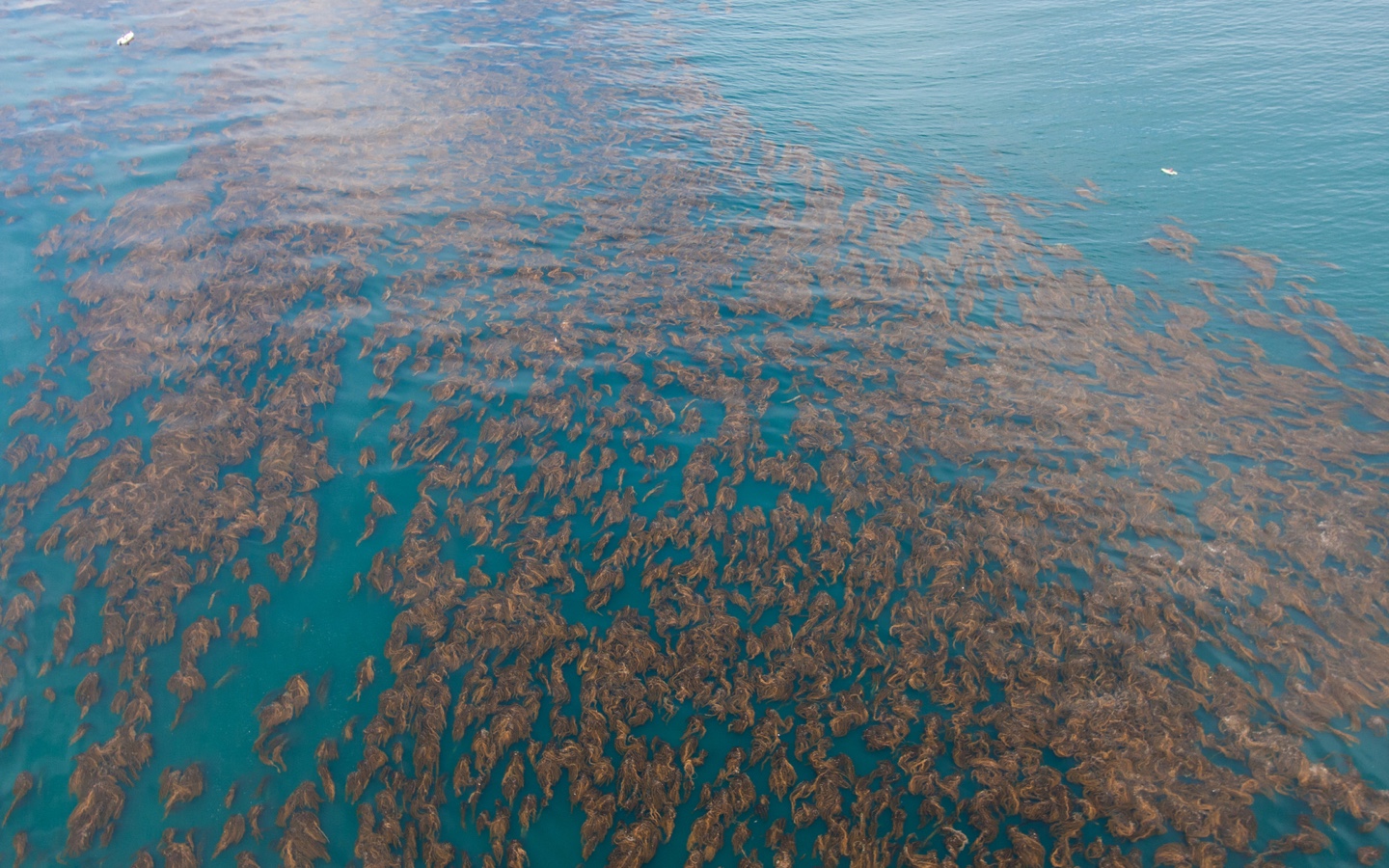 Kelp Forest Aerial Shot