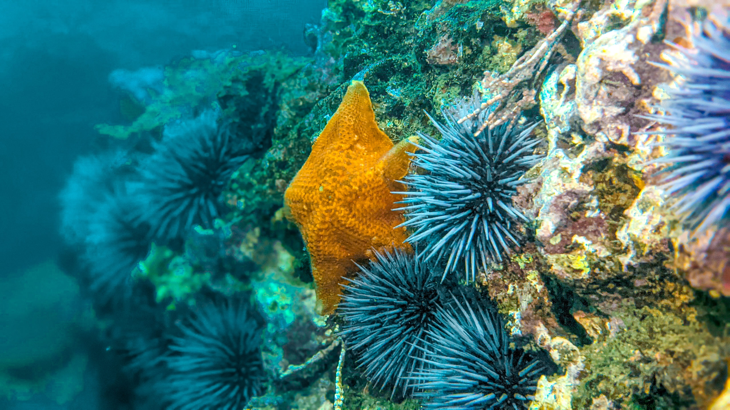 Sea Urchins Underwater California Coast