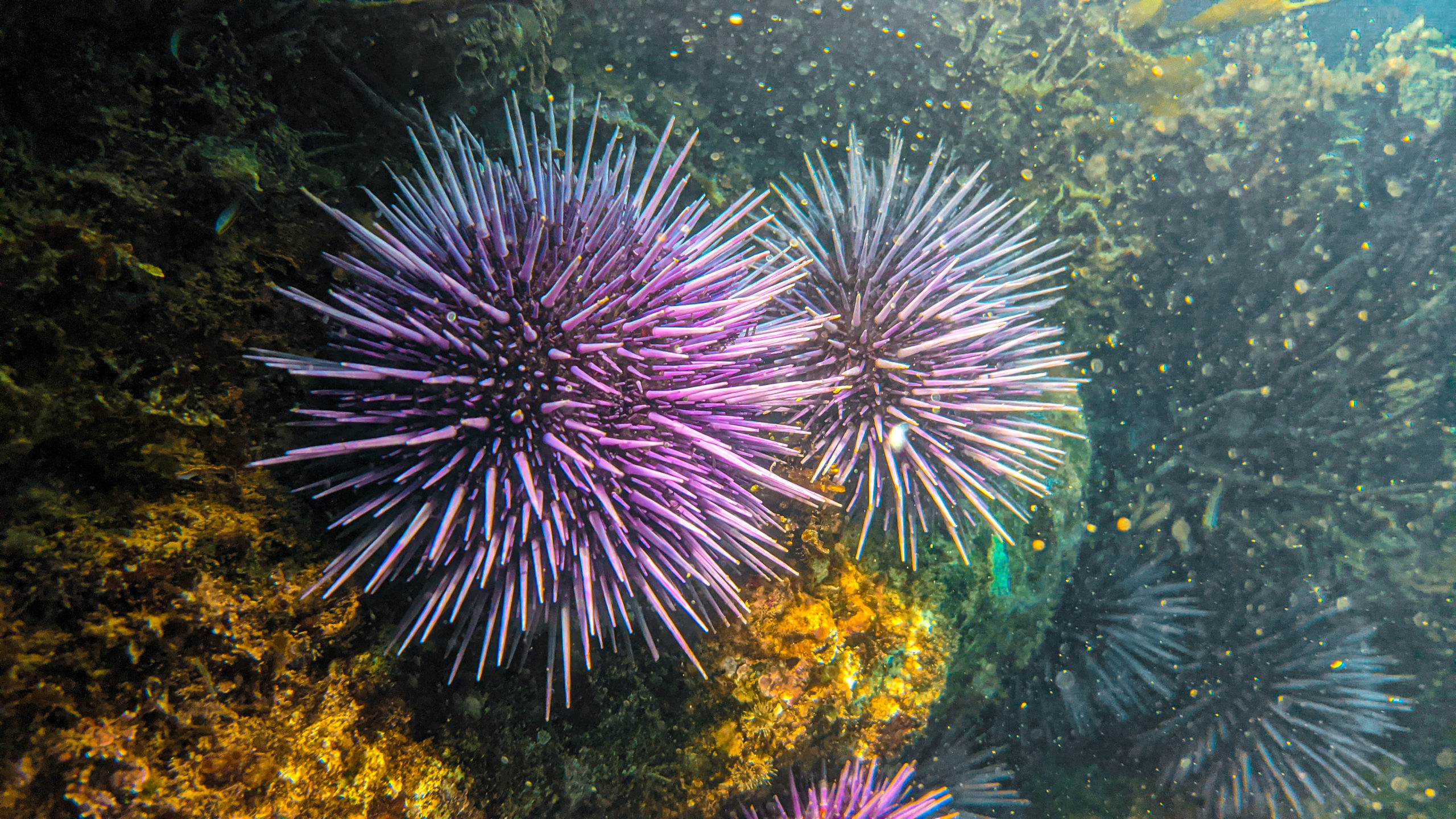 Sea Urchins Underwater California Coast