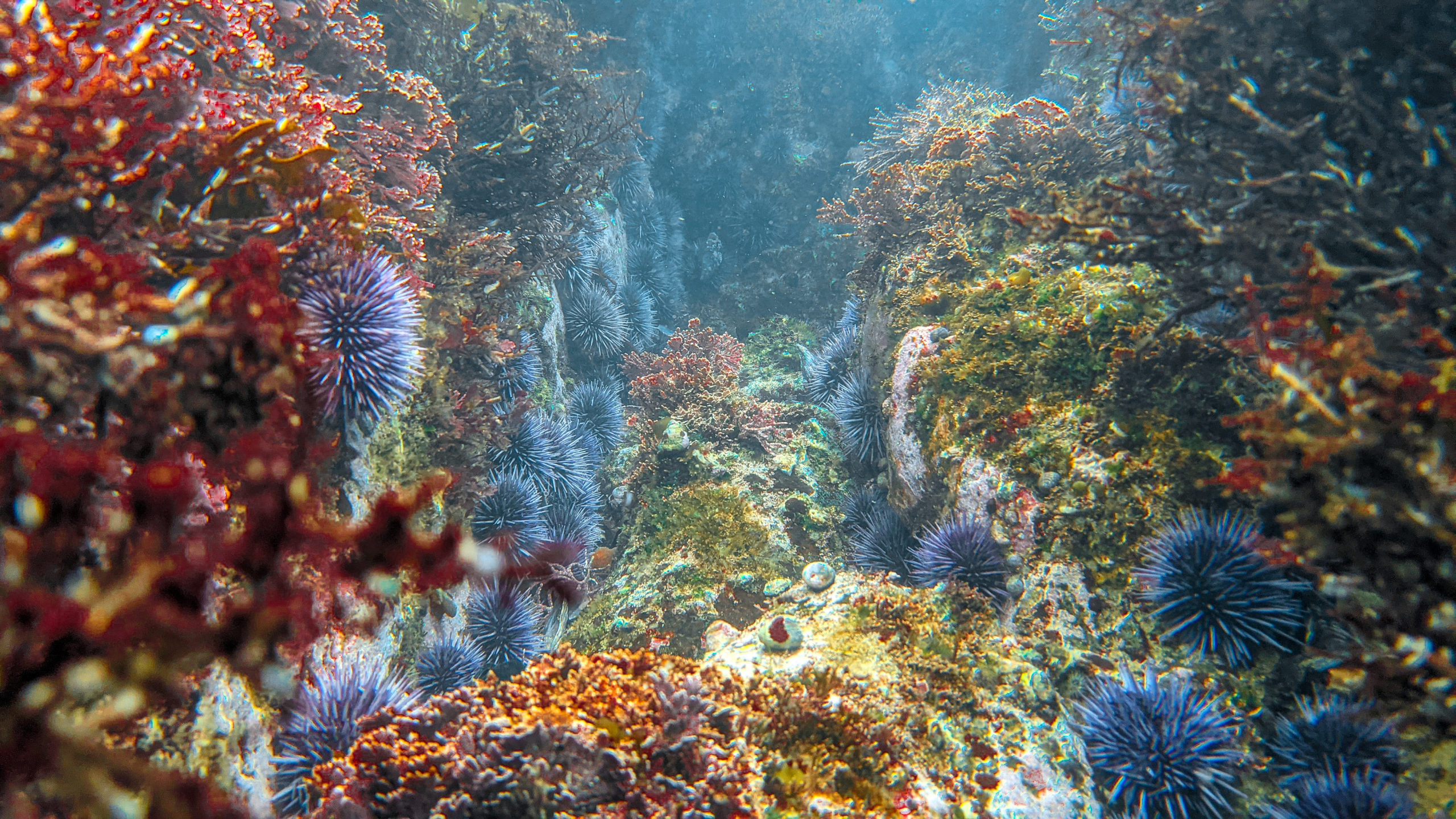 Sea Urchins Underwater California Coast