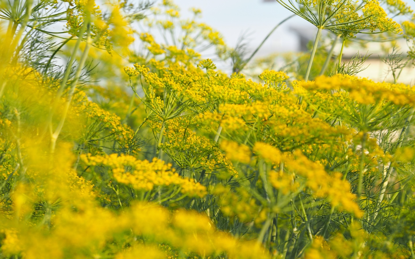 Wildflowers Close Up