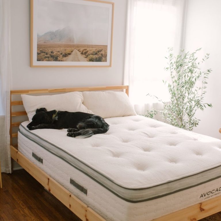 Should You Let Your Dog Sleep On Your Bed?