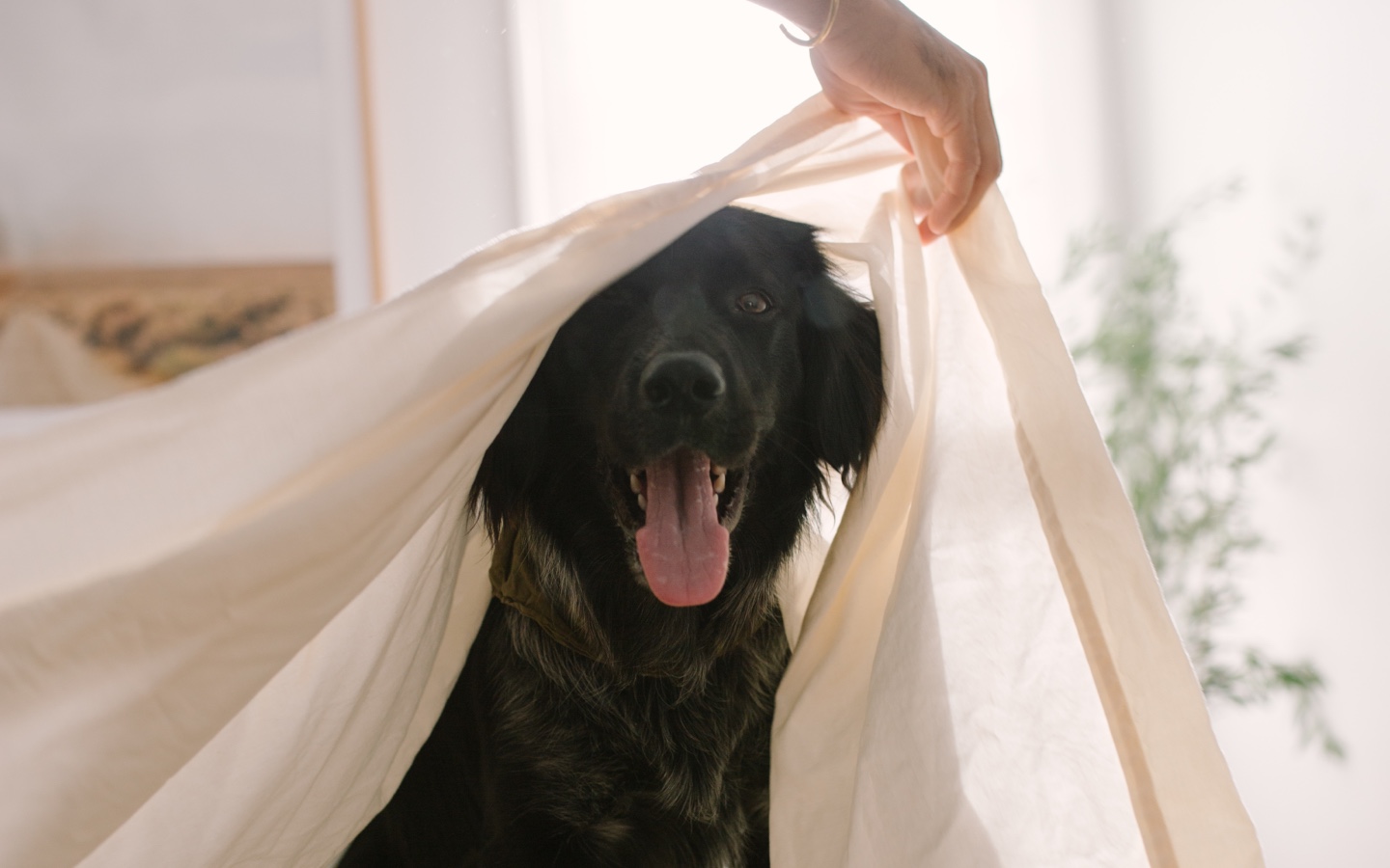 Dog Under Avocado Organic Cotton Sheets