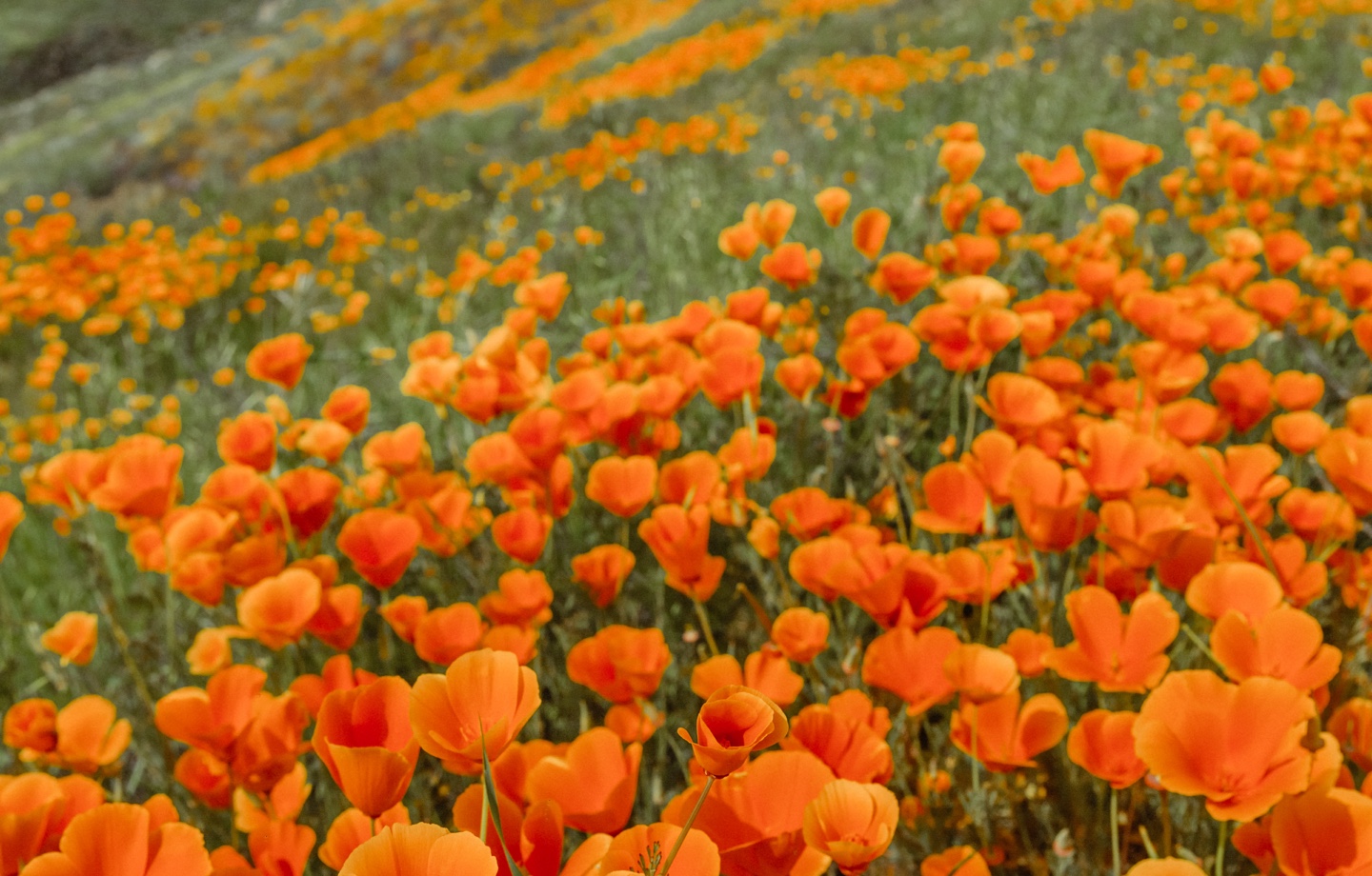 Field Of Orange Wildflowers