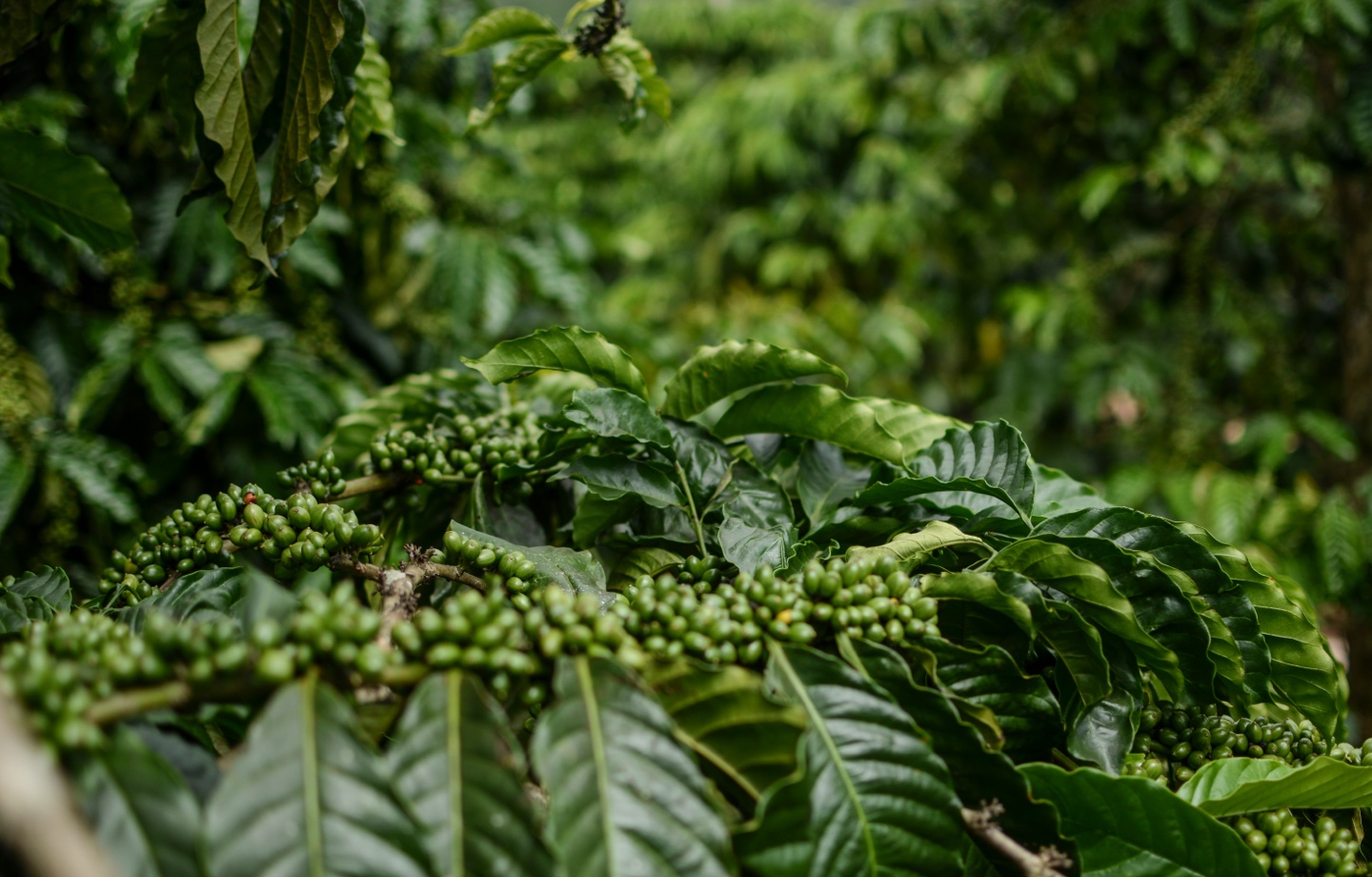 Fruitful Coffee Bean Tree