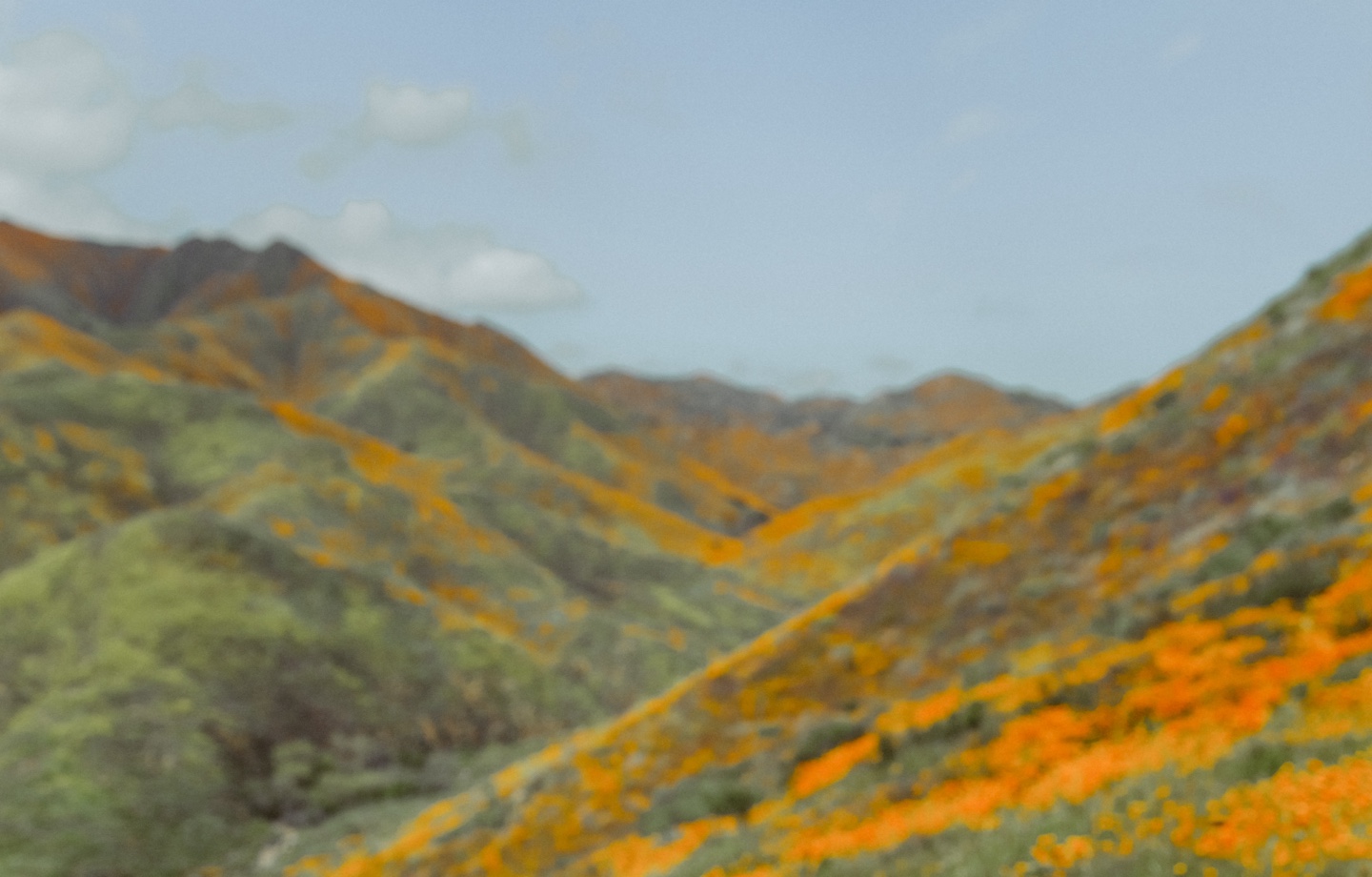 Hills Covered By Orange Wildflowers