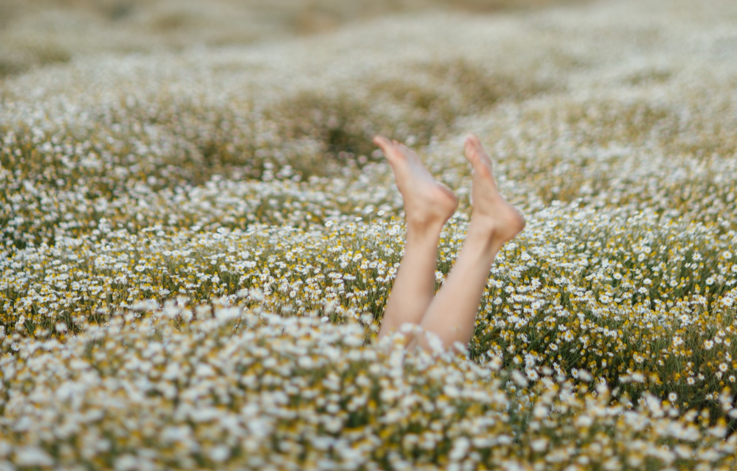 Legs Sticking Out Of Chamomile Field