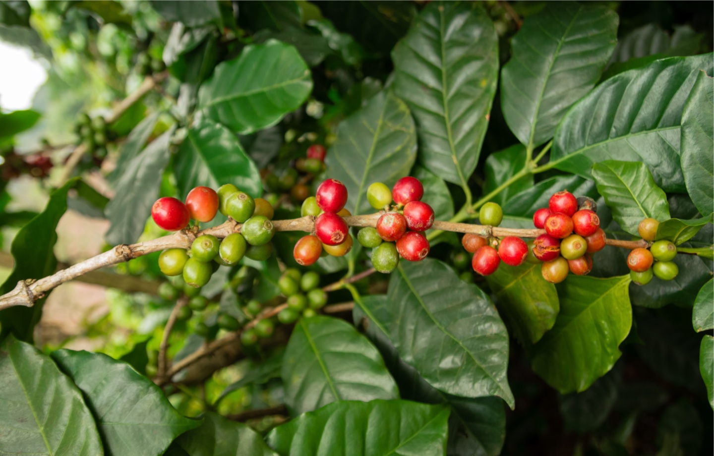 Ripe Coffee Beans On Tree